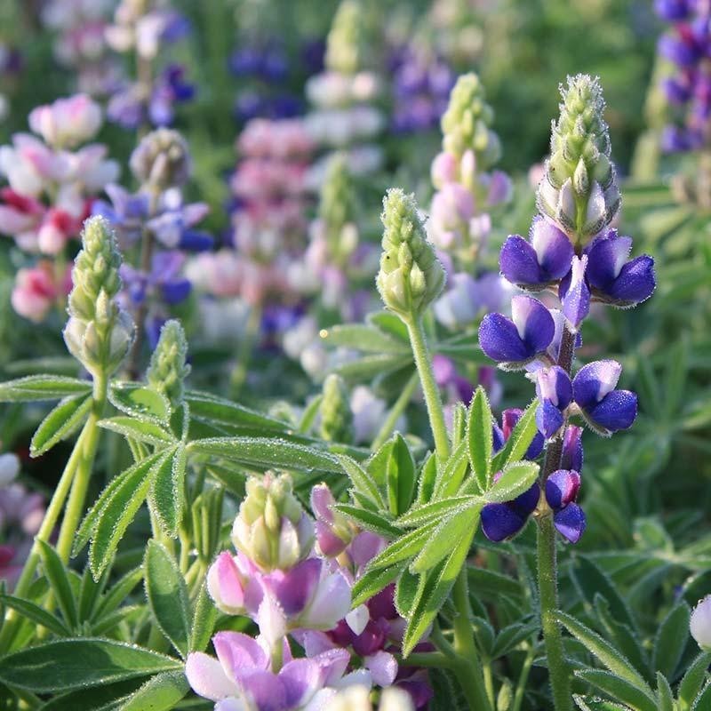 Kleine lupine, Lupinus nanus -zaden-