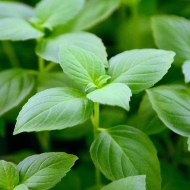 Citroenbasilicum 'Sweet Lemon', Ocimum basilicum -zaden-