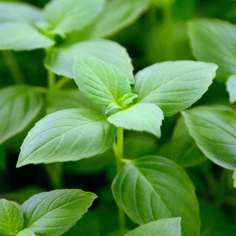 Citroenbasilicum 'Sweet Lemon', Ocimum basilicum -zaden-