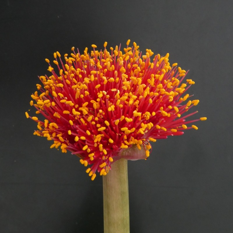 Haemanthus AlCo 'Fenna'