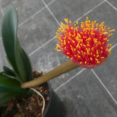 Haemanthus AlCo 'Fenna'