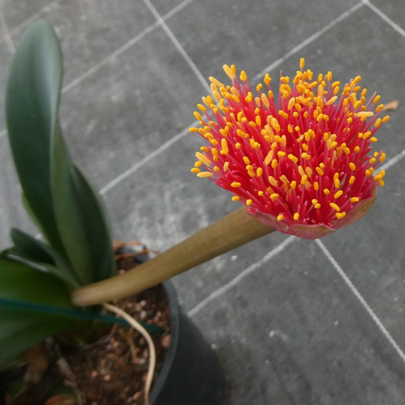 Haemanthus AlCo 'Fenna'