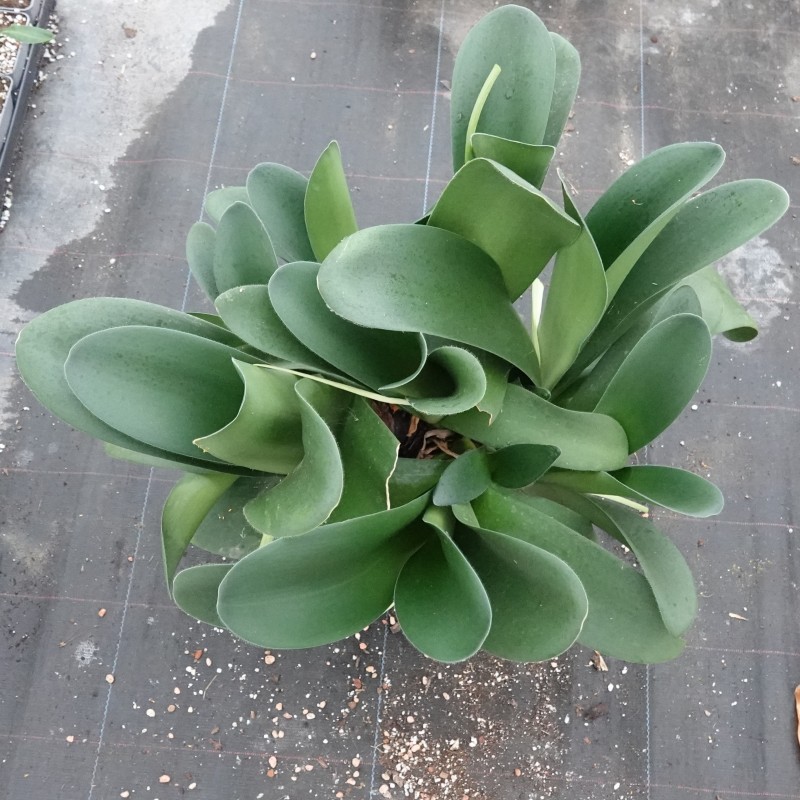 Haemanthus AlCo 'Amber'