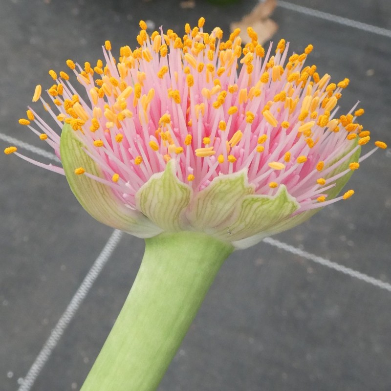 Haemanthus AlCo 'Rosa'