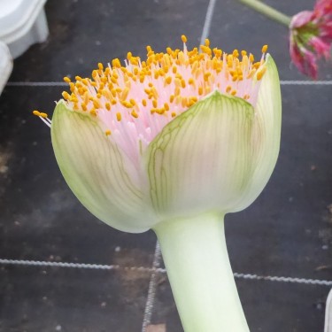 Haemanthus AlCo 'Rosa'