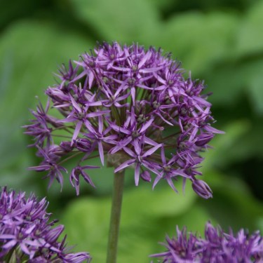 Allium 'Violet Beauty'