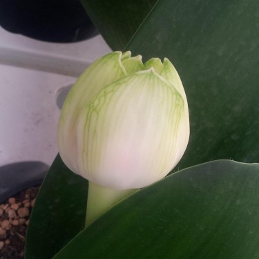 Haemanthus AlCo 'Rosa'