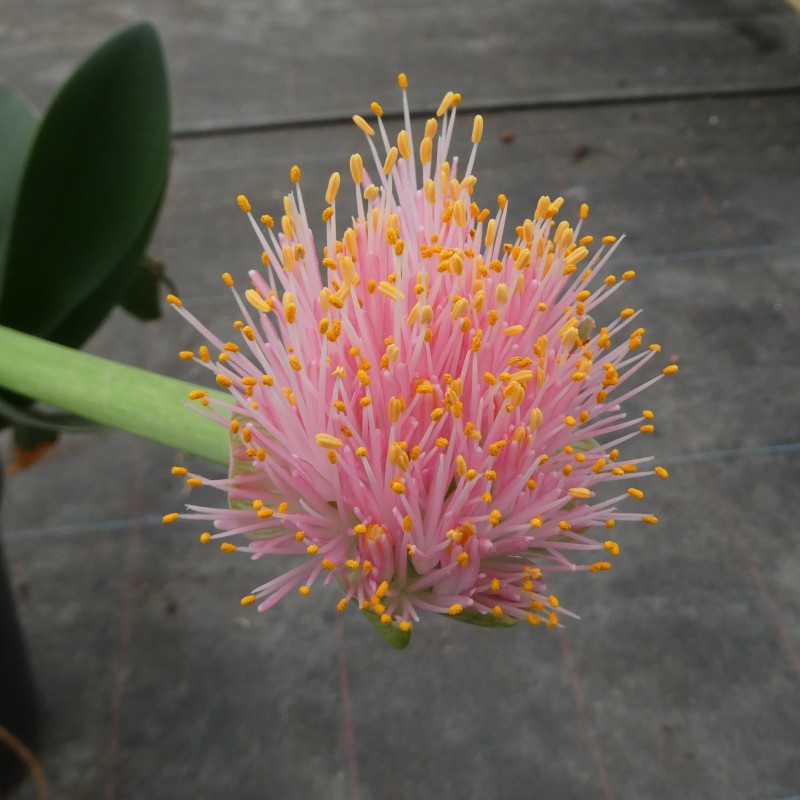 Haemanthus AlCo 'Tina'