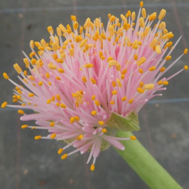 Haemanthus AlCo 'Tina'
