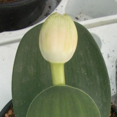 Haemanthus AlCo 'Tina'