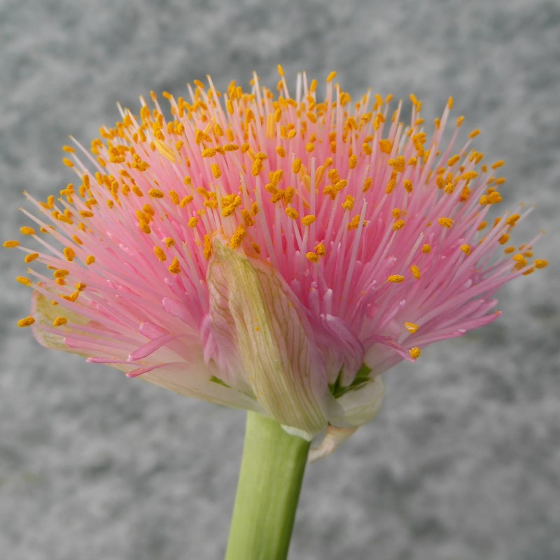 Haemanthus AlCo 'Dela'