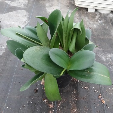 Haemanthus AlCo 'Dela'