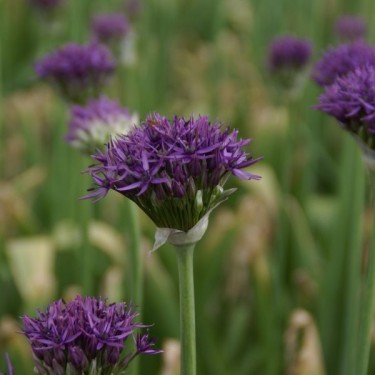 Allium 'Violet Beauty'