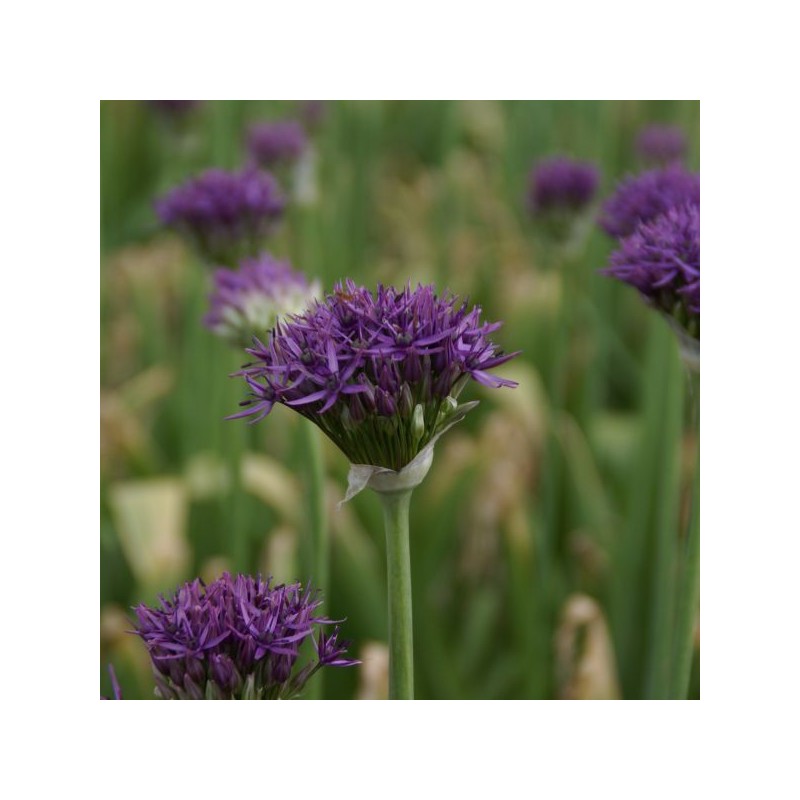 Allium 'Violet Beauty'