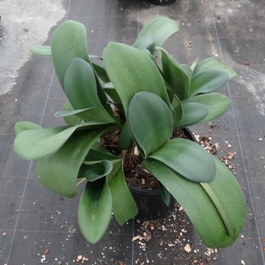 Haemanthus AlCo 'Gitte' -19 cm pot-