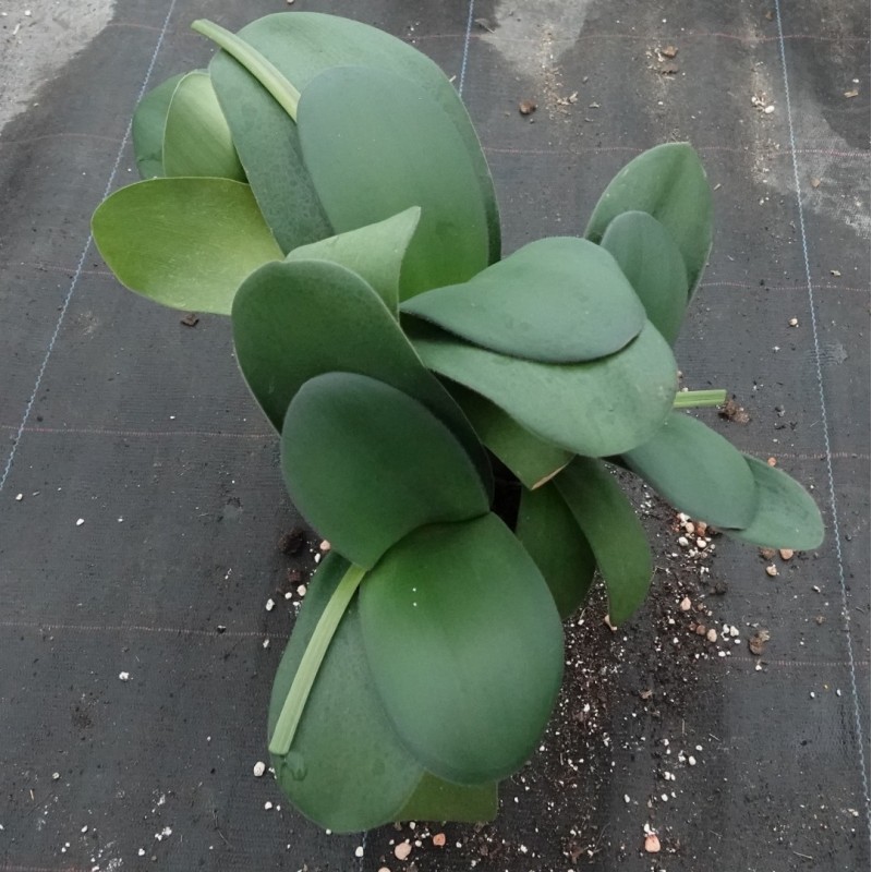 Haemanthus AlCo 'Gitte' -17 cm pot-