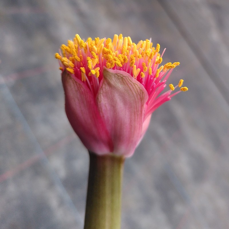 Haemanthus AlCo 'Jolie' 