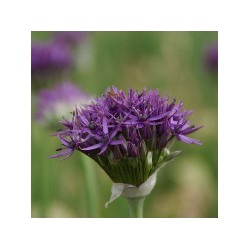 Allium 'Violet Beauty'