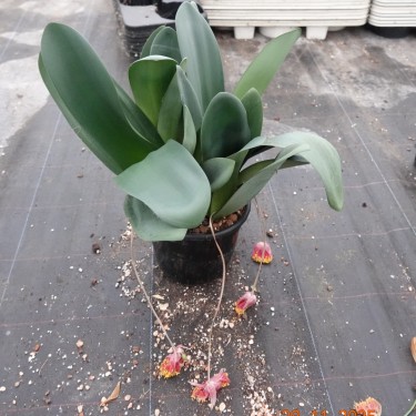 Haemanthus AlCo 'Jolie' 