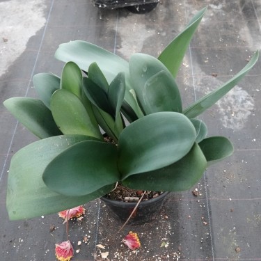 Haemanthus AlCo 'Jolie' 