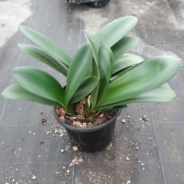 Haemanthus AlCo 'Uma' 