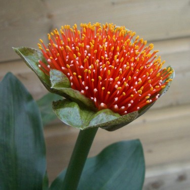 Scadoxus membranaceus