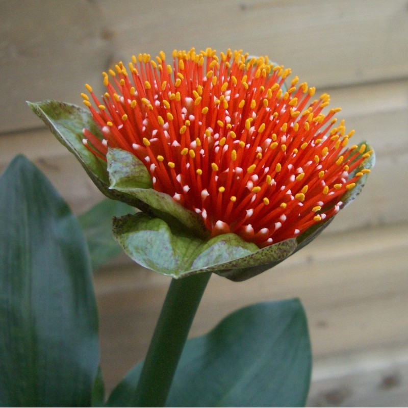 Scadoxus membranaceus
