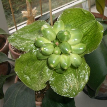 Scadoxus membranaceus