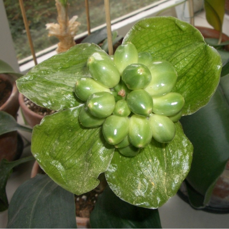 Scadoxus membranaceus