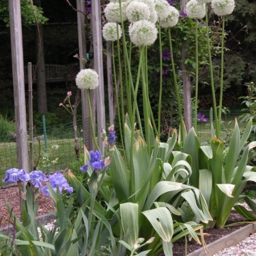 Allium 'White Giant'
