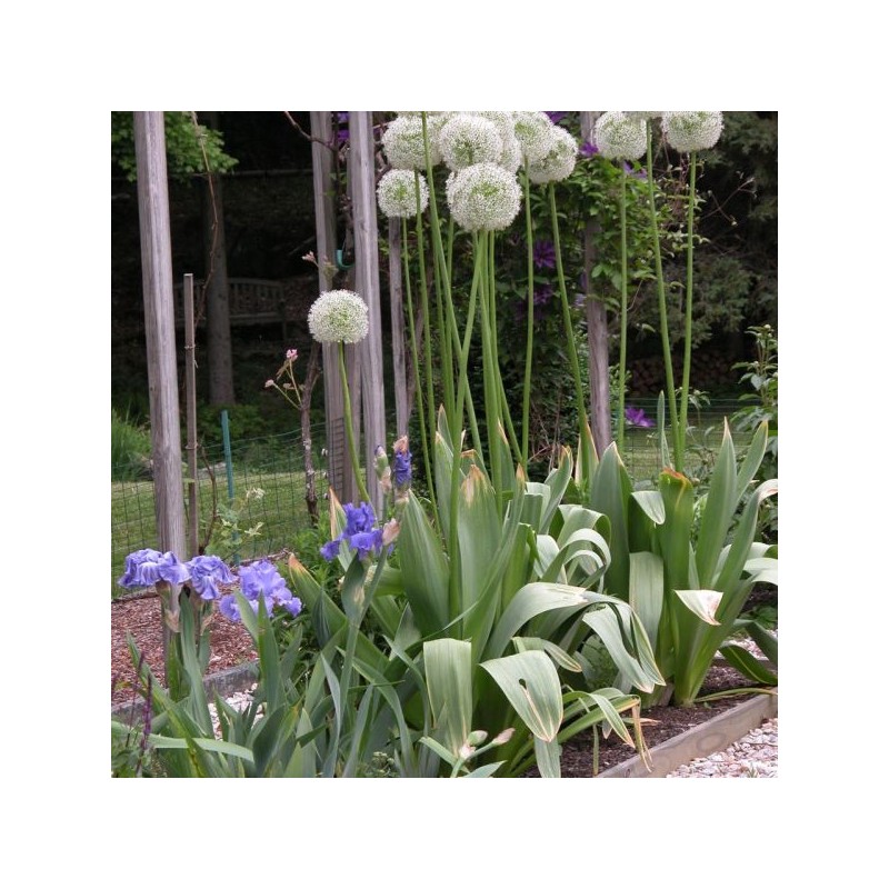 Allium 'White Giant'