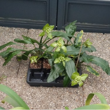 Scadoxus membranaceus