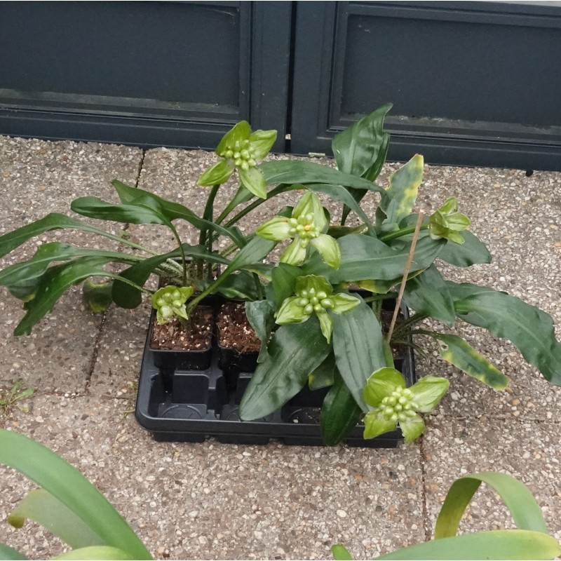 Scadoxus membranaceus