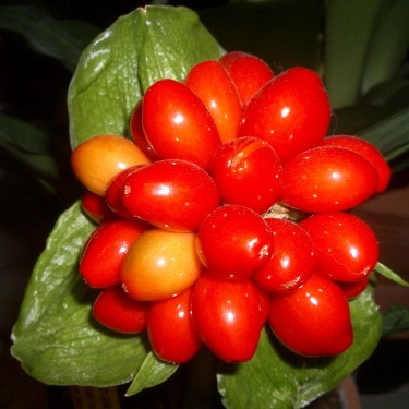 Scadoxus membranaceus