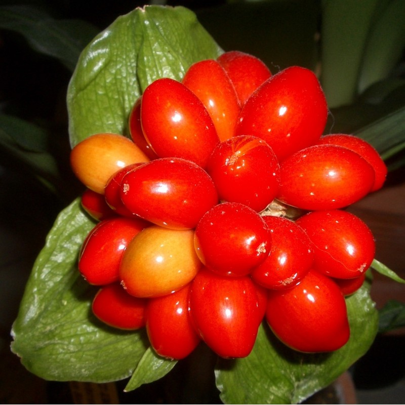 Scadoxus membranaceus
