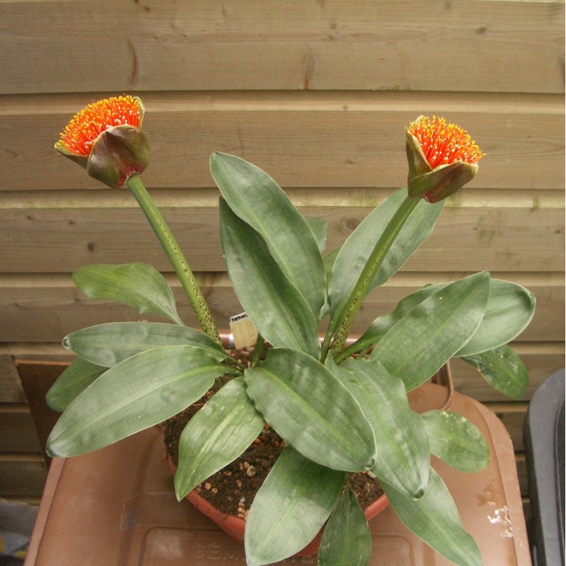 Scadoxus membranaceus