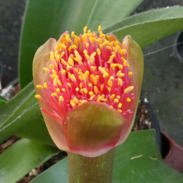 Haemanthus AlCo 'Fien' 