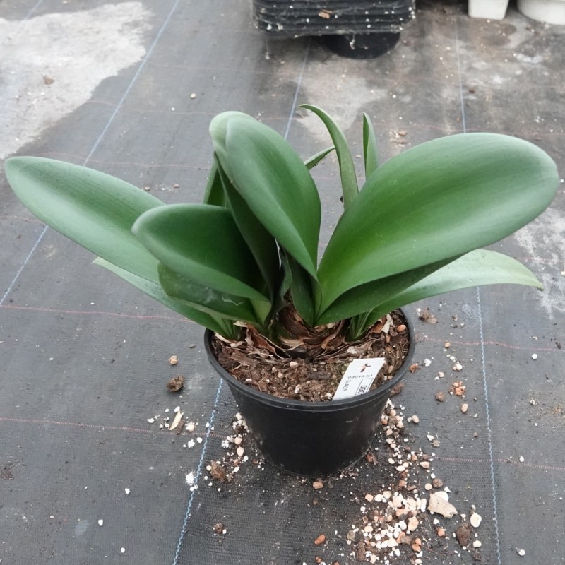 Haemanthus AlCo 'Fien' 