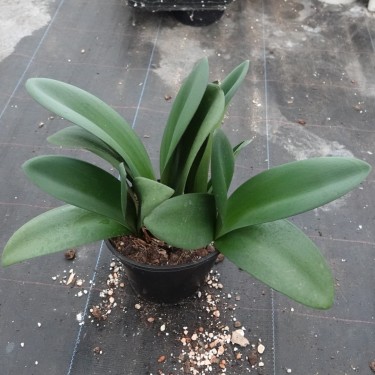 Haemanthus AlCo 'Fien' 