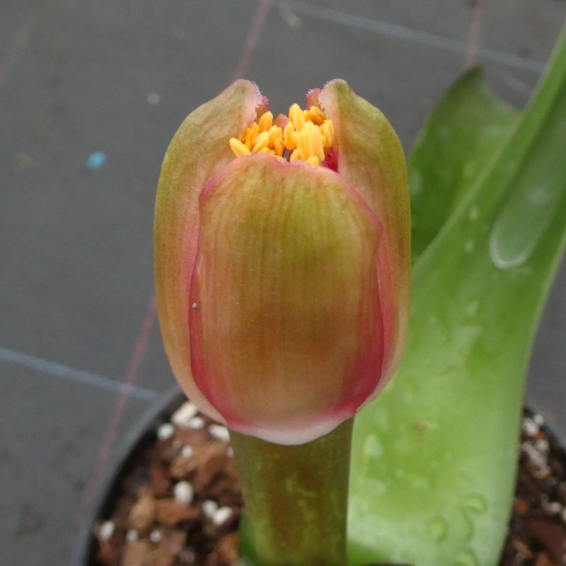 Haemanthus AlCo 'Fien' 