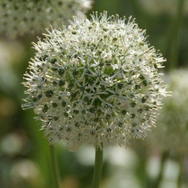 Allium 'White Giant'