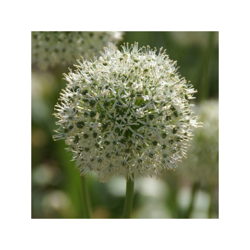 Allium 'White Giant'