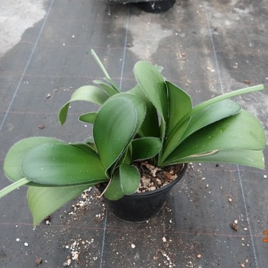 Haemanthus albiflos 09011-03