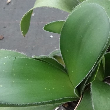 Haemanthus albiflos 09011-03