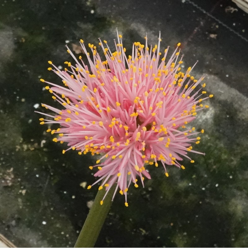 Haemanthus AlHuCo 'Jara'