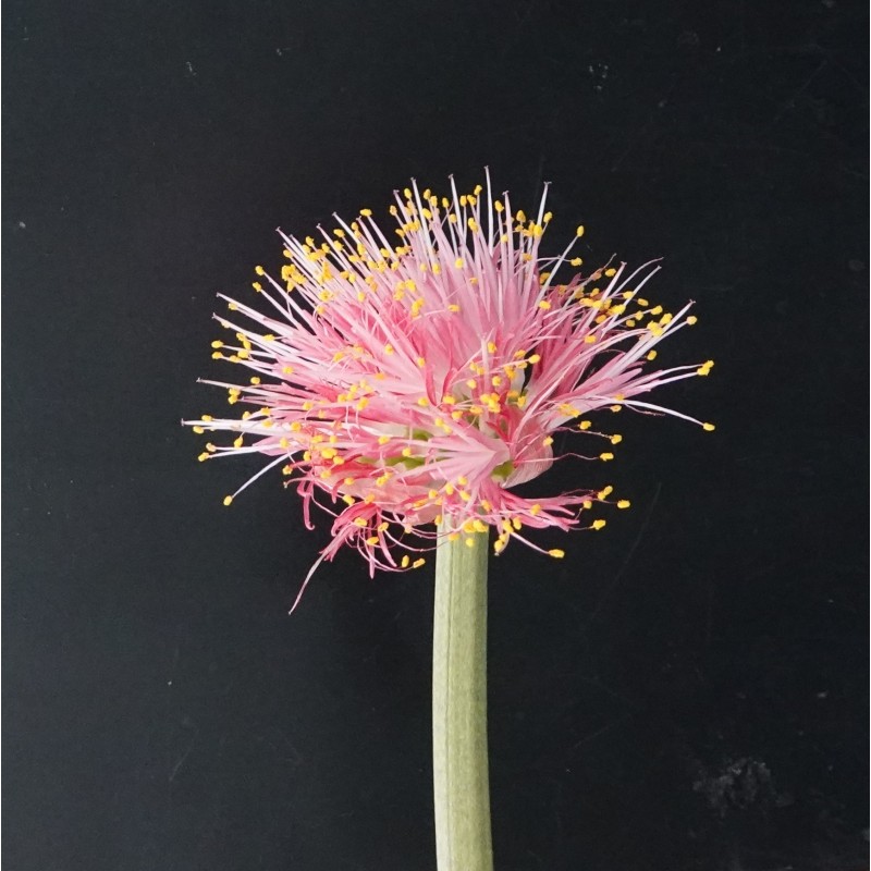 Haemanthus AlHuCo 'Jara'