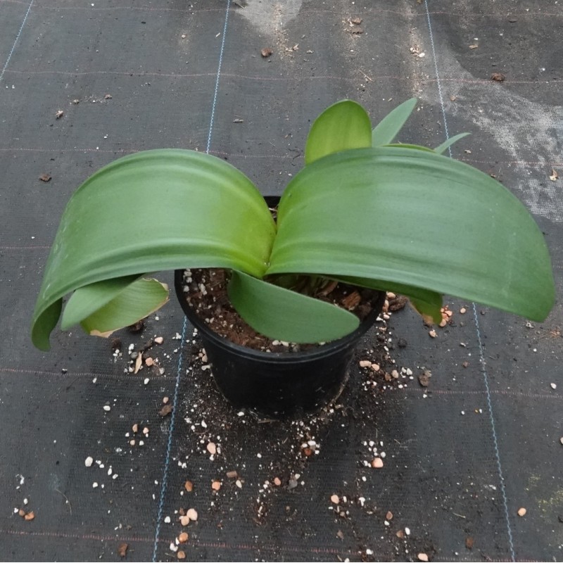 Haemanthus AlHuCo 'Jara'