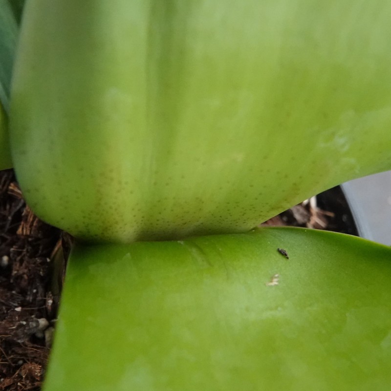 Haemanthus AlHuCo 'Jara'