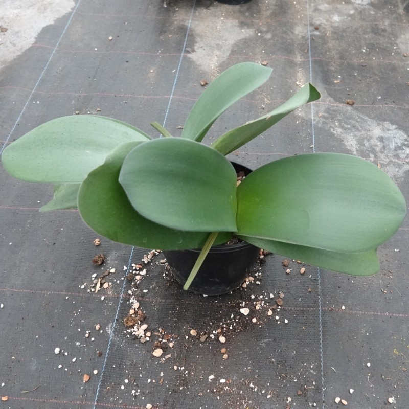 Haemanthus AlDeCo 'Erna'