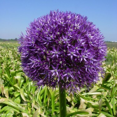 Allium 'Pinball Wizard'
